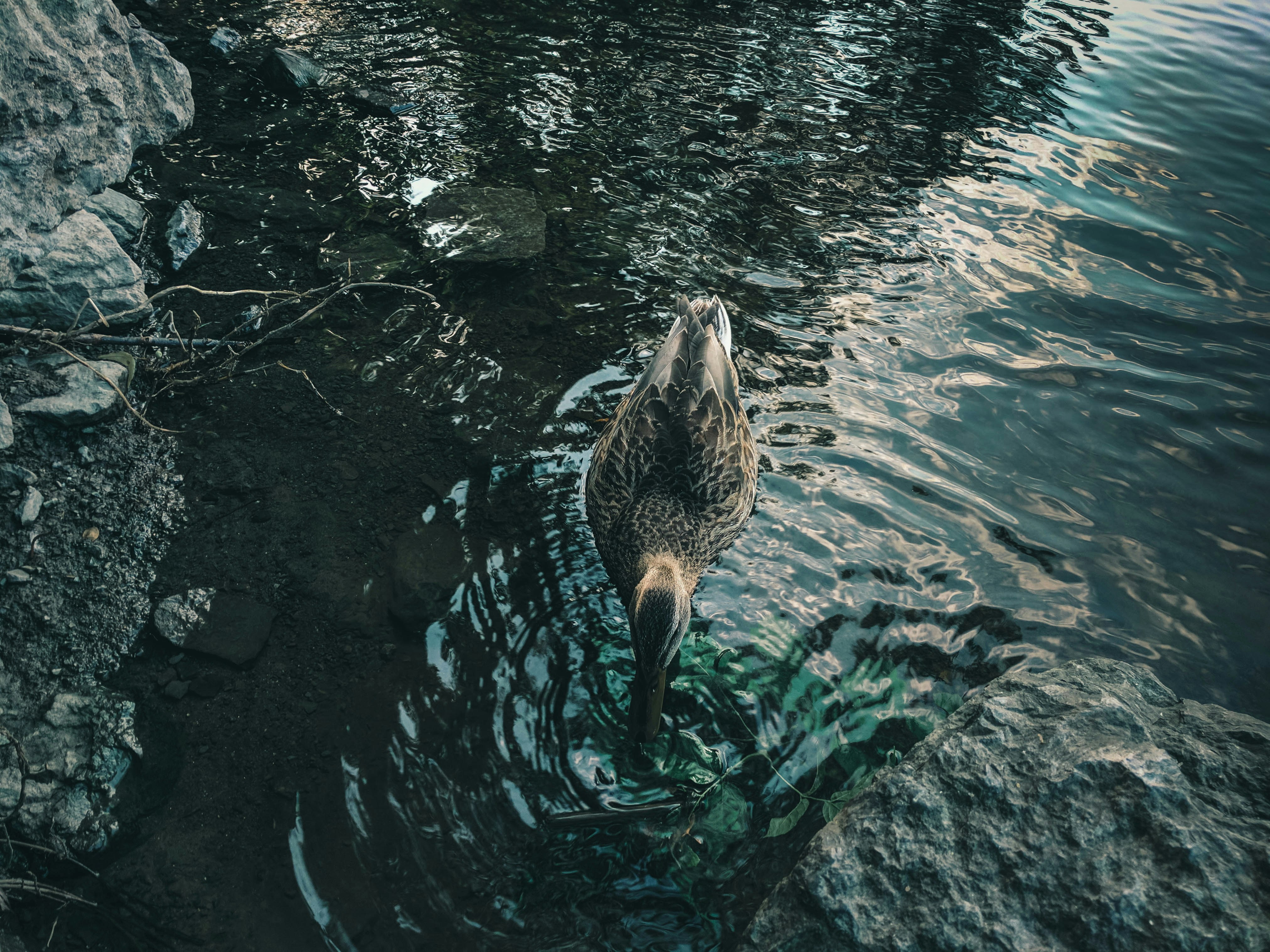 brown duck on water during daytime